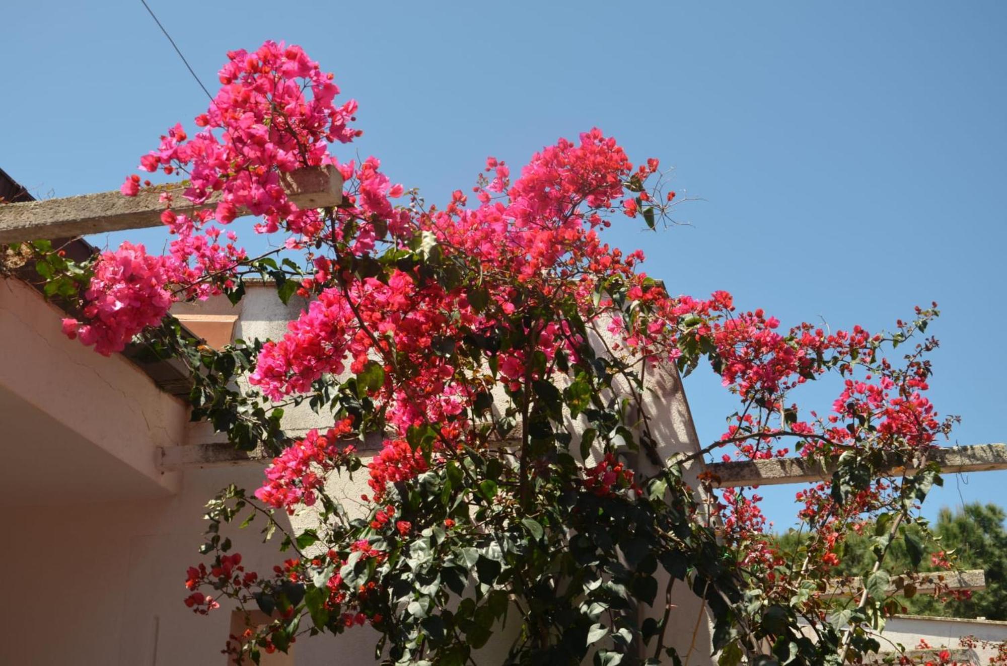 Villa Teti - Sicilia Campofelice Di Roccella Exterior foto